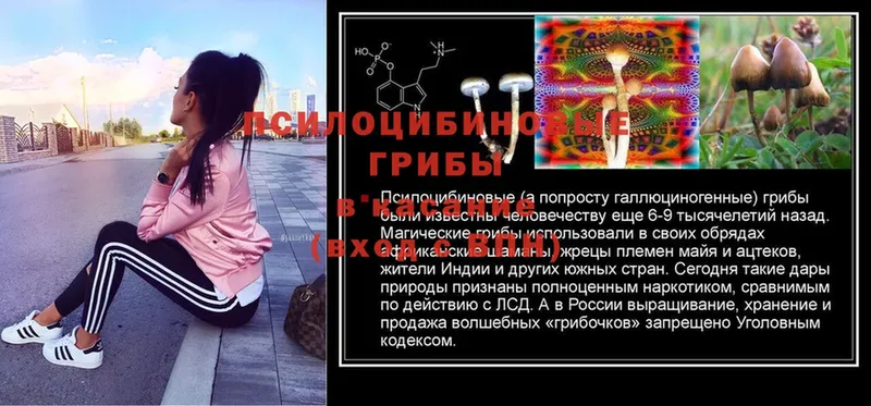 Галлюциногенные грибы GOLDEN TEACHER Нестеров